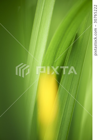 菖蒲 菖蒲 30765222