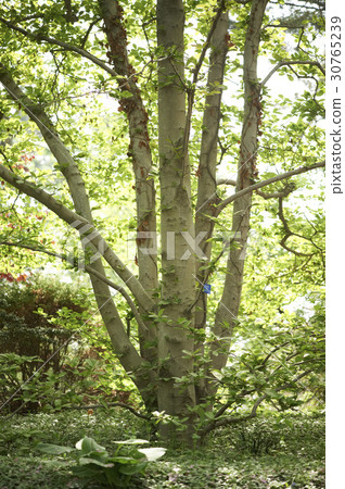 Chilipo Arboretum, Taean-gun, Chungnam 30765239