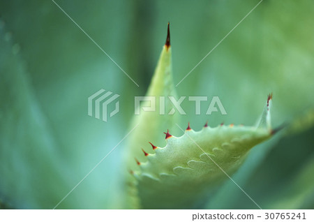Cactus Cactus 30765241