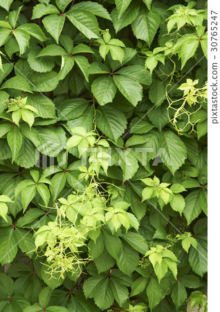 leaf 30765247