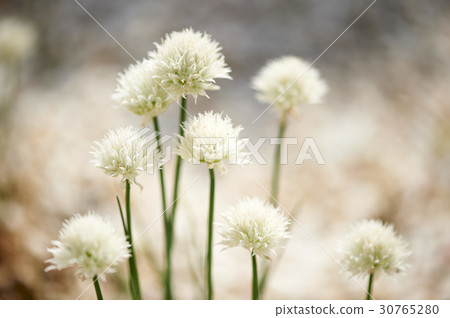 韭菜花 韭菜花 30765280