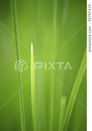 reed mace reed mace 30765424