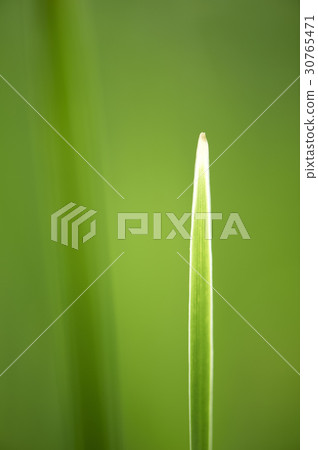 reed mace 30765471