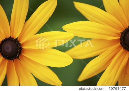 黃雛菊屬 黃雛菊屬 30765477