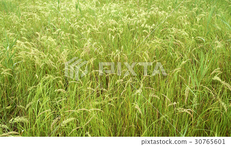 京畿道華城市Wooshin-do 30765601