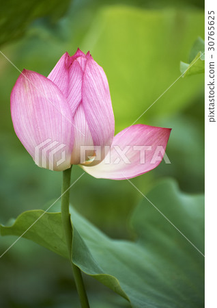 蓮花 蓮花 30765625