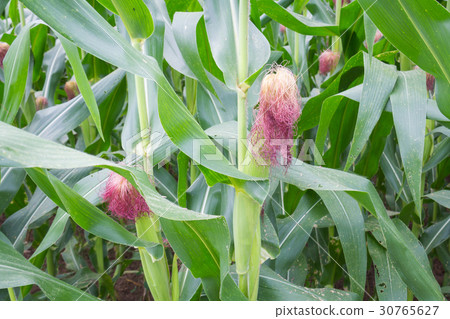 Sweet corn in the garden 30765627