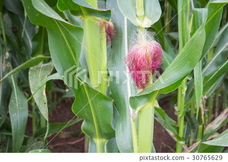 Sweet corn in the garden Sweet corn in the garden 30765629