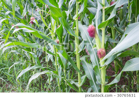 Sweet corn in the garden Sweet corn in the garden 30765631