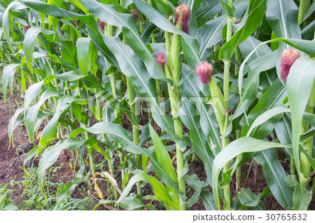 Sweet corn in the garden 30765632