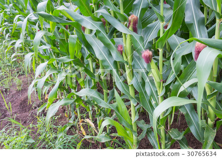 Sweet corn in the garden 30765634