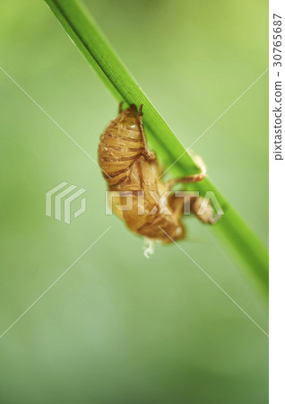 cicada 30765687