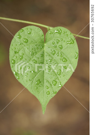 Leaf, dew 30765692