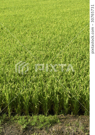 Rice, Taean-gun, Chungnam Rice, Taean-gun, Chungnam 30765731