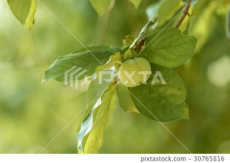 Persimmon 30765816