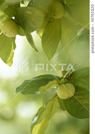 Persimmon 30765820
