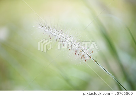狼尾草 30765860