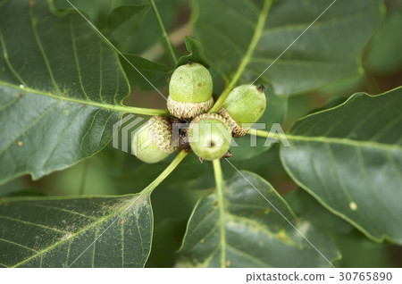 Acorn 30765890