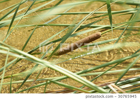 reed mace 30765945