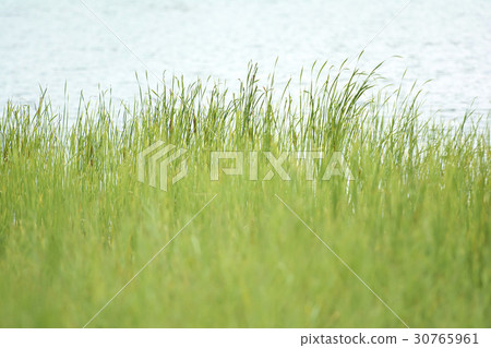 Sangdong Lake Park, Wonmi-gu, Bucheon city, Gyeonggi-do Sangdong Lake Park, Wonmi-gu, Bucheon city, Gyeonggi-do 30765961