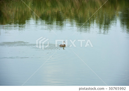 Duck, Reed Wetland Park, Ansan City, Gyeonggi-do 30765992