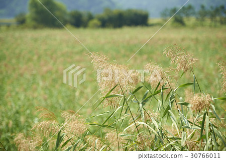 蘆葦，蘆葦濕地公園，安山市，京畿道 30766011