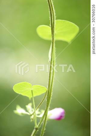 morning glory 30766016