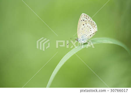 缺乏蝴蝶 30766017