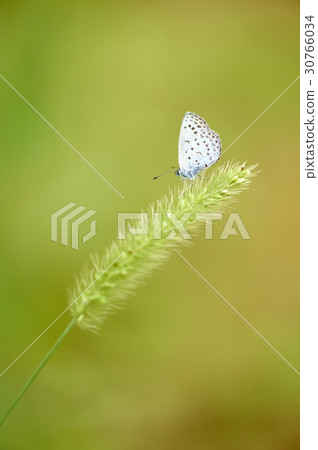 缺乏蝴蝶 30766034