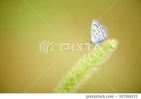 缺乏蝴蝶 30766035