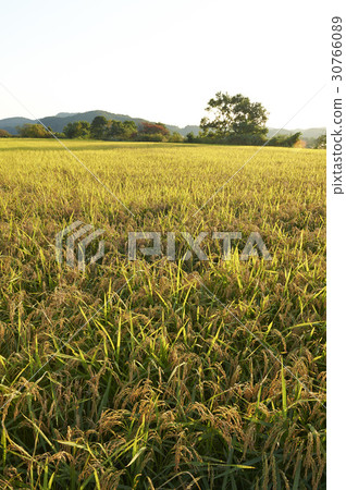 Rice, Yeoncheon-gun, Gyeonggi-do Rice, Yeoncheon-gun, Gyeonggi-do 30766089