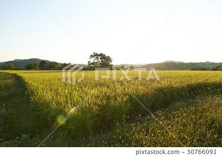 Rice, Yeoncheon-gun, Gyeonggi-do 30766091