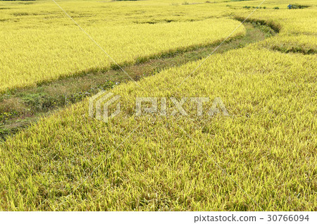 Rice, Yeoncheon-gun, Gyeonggi-do 30766094