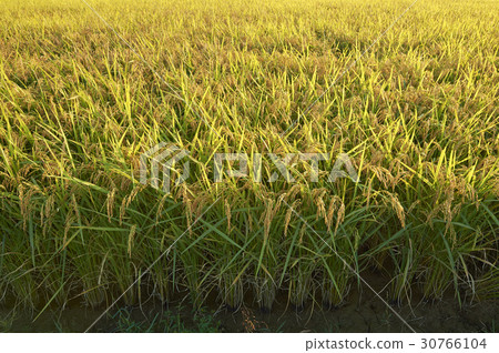 Rice, Yeoncheon-gun, Gyeonggi-do 30766104