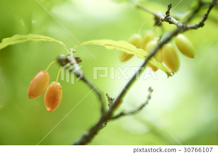 Corn oil Corn oil 30766107