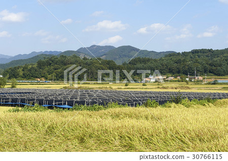 Ginseng field, Yeoncheon-gun, Gyeonggi-do 30766115