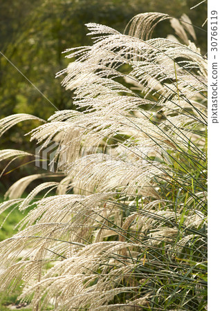 Incheon Grand Park, Namdong-gu, Incheon 30766119