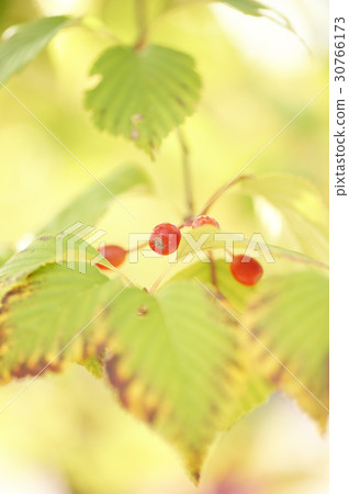 Sorbice tree Sorbice tree 30766173