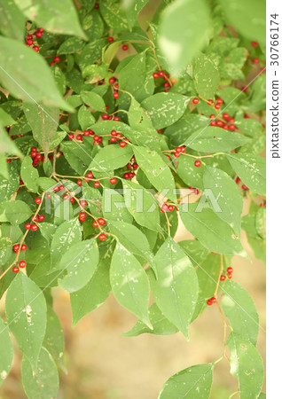 American Falls, Fall Falls 30766174