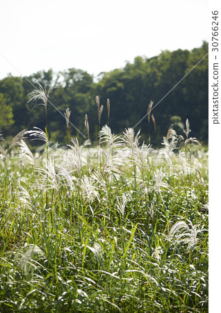 Incheon Grand Park, Namdong-gu, Incheon 30766246