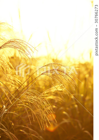 Incheon Grand Park, Namdong-gu, Incheon 30766273