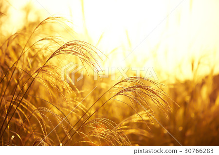 Incheon Grand Park, Namdong-gu, Incheon 30766283