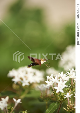 昆蟲 昆蟲 30766284