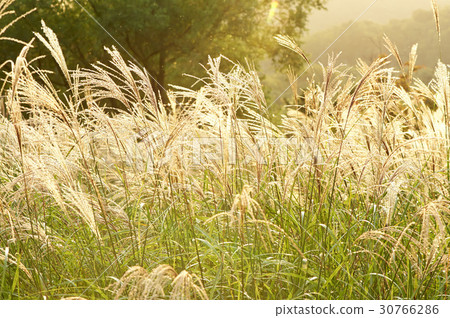 Incheon Grand Park, Namdong-gu, Incheon 30766286