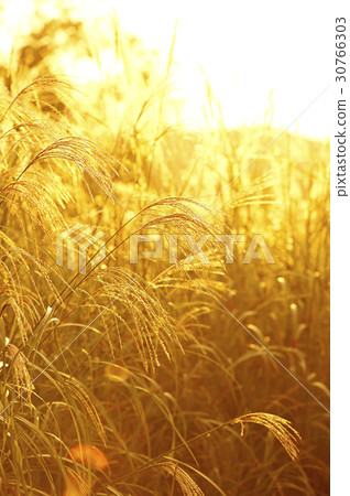 Incheon Grand Park, Namdong-gu, Incheon Incheon Grand Park, Namdong-gu, Incheon 30766303