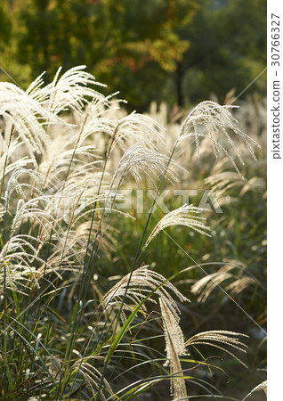 Incheon Grand Park, Namdong-gu, Incheon Incheon Grand Park, Namdong-gu, Incheon 30766327