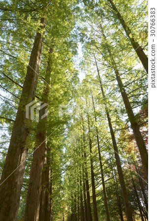 Metasequire，Nami Island，Chuncheon，Gangwon-do 30766383