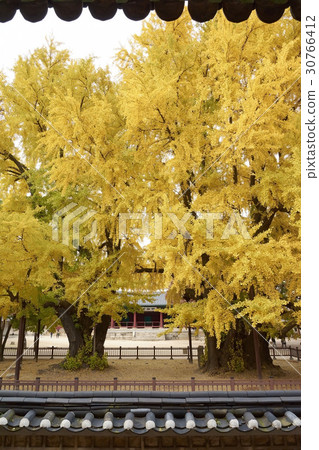 首爾Munmyo Ginko(自然紀念物第59號),Sungkyunkwan Mineurdang(寶藏第141號),首爾Munmyo,Sungkyunkwan(私人143),首爾鐘路區 首爾Munmyo Ginko(自然紀念物第59號),Sungkyunkwan Mineurdang(寶藏第141號),首爾Munmyo,Sungkyunkwan(私人143),首爾鐘路區 30766412