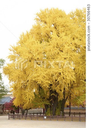 Seoul Munmyo Ginko (Natural Monument No. 59), Seoul Munmyo, Sungkyunkwan (Historic Site No. 143), Jongno-gu, Seoul Seoul Munmyo Ginko (Natural Monument No. 59), Seoul Munmyo, Sungkyunkwan (Historic Site No. 143), Jongno-gu, Seoul 30766463