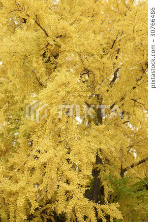 Ginkgo, Seoul Ginkgo, Seoul 30766486